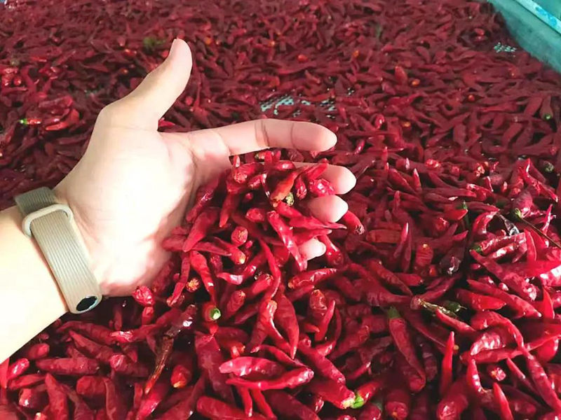 news-NULITE-Strong spicy flavor and bright color, choose NULITE for chili drying-img